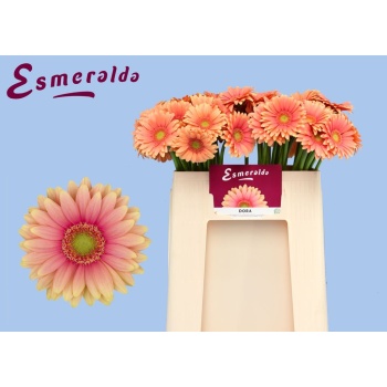 product/img.floraplaza.nl/132253-50-LIVE_fotos-0x1842EDC6A7C476A2A8A770798818F2D65D2A5C76.jpg