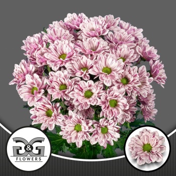 product/img.floraplaza.nl/132265-LIVE_fotos-0xFC38E94CD0A56188C10E0E319FCCB5A03A92E27C.jpg