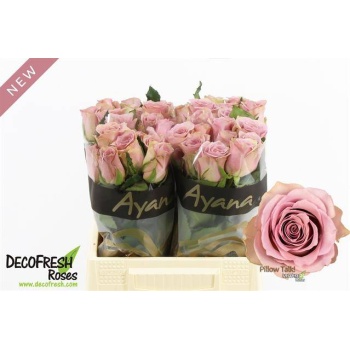 product/img.floraplaza.nl/132268-40-LIVE_fotos-0xD463017F7D65B5069A2350B10759205C964D4DAA.jpg