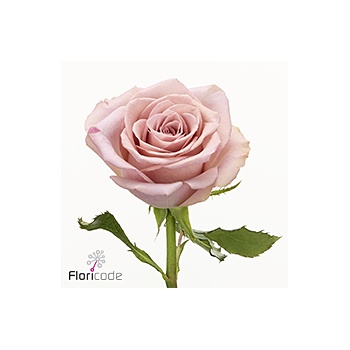 product/img.floraplaza.nl/132268-50-ART_fotos-VBN-vbn132268.jpg