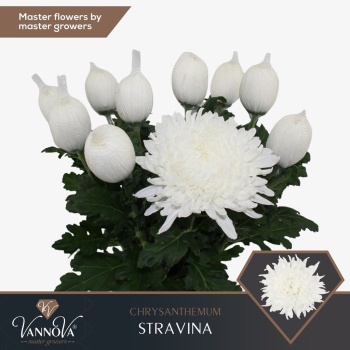product/img.floraplaza.nl/132296-110G-LIVE_fotos-0xF6EC8CC3E25B4E0354AF8E17C77D9DAEF0F1D618.jpg