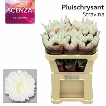 product/img.floraplaza.nl/132296-85-LIVE_fotos-0x1EFB1DFEE3901020DFDC71BD2121E52098FDA7E3.jpg