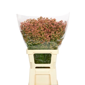 product/img.floraplaza.nl/132331-65-LIVE_fotos-0x63F450AA3FA4B36B1C613D021A715580881DECE3.jpg