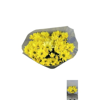 product/img.floraplaza.nl/132351-LIVE_fotos-0xD4BDF0016D268043743CB2D47BC8C53E15189B52.jpg
