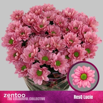 product/img.floraplaza.nl/132357-80G-LIVE_fotos-0x192A245A2F01DBE13403259895591C67C7FF576B.jpg