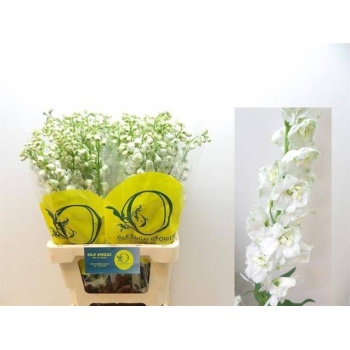 product/img.floraplaza.nl/13236-70-LIVE_fotos-0xD49FF126D318E5C9EFE84CA0529C20943599F9EC.jpg