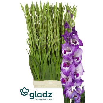 product/img.floraplaza.nl/132361-LIVE_fotos-0x700867EB25B9B737DAA88F2F1D3845194B816B06.jpg