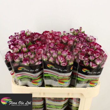 product/img.floraplaza.nl/132369-70-LIVE_fotos-0x35C18057B7902366CEB3A4029E5AFD4F8DBE8A51.jpg