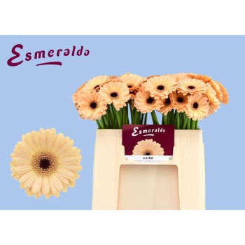 product/img.floraplaza.nl/132387-50-LIVE_fotos-0xF0FB50818BA25747835E3FCF0FDF19DFF2A4D665.jpg