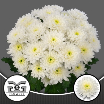 product/img.floraplaza.nl/132388-85-LIVE_fotos-0xB706F85984FD086F3FF74D0282AAC1157C602A77.jpg