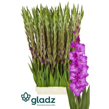product/img.floraplaza.nl/132425-120-LIVE_fotos-0x18EA5E64A8A85EE3470063BBD54C89C1067D40FA.jpg