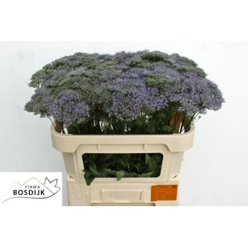 product/img.floraplaza.nl/132430-70-LIVE_fotos-0xC1E61151B51463C38BA2CBAD0D299BA1F1CBD168.jpg