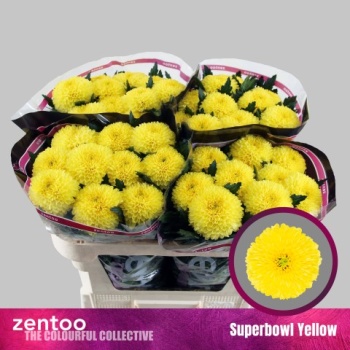 product/img.floraplaza.nl/132573-LIVE_fotos-0x83D747B76AB25FD085D68A59CEB811DAAC0D56F2.jpg