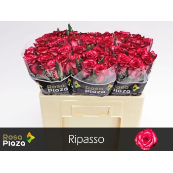 product/img.floraplaza.nl/132595-50-LIVE_fotos-0xE66248D09EB5FF482150174F7927DB04CCA8BF90.jpg