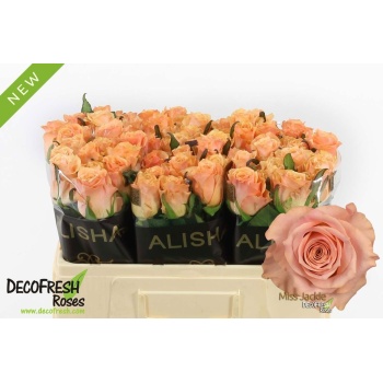 product/img.floraplaza.nl/132596-50-LIVE_fotos-0xB7335E884387E0B04E2903A78A5185E4180AD926.jpg