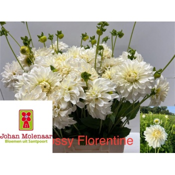 product/img.floraplaza.nl/132602-60-LIVE_fotos-0x535E24D801B6C97D8655B2DEB69B9000E7C56780.jpg