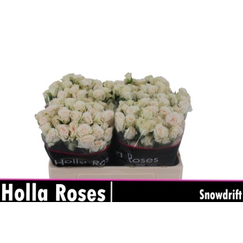 product/img.floraplaza.nl/132620-50-LIVE_fotos-0x0007DEF26AFC7B8862EB74ED8F41D6A7D7DF22EA.jpg