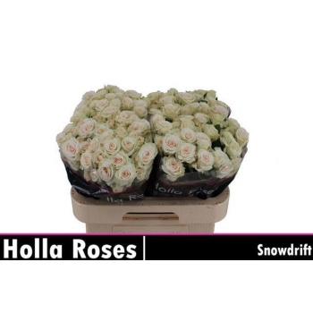 product/img.floraplaza.nl/132620-60-LIVE_fotos-0xFDDFEE66FBA335DA32FCEB5A16AEB0DD9538D3FF.jpg