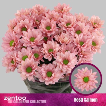 product/img.floraplaza.nl/132654-80G-LIVE_fotos-0xCEF145E5FE9CEEB246B785C5442FFE62F19A84FC.jpg