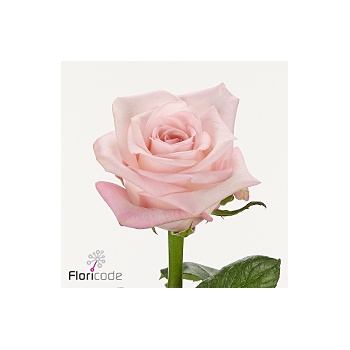 product/img.floraplaza.nl/132666-40-ART_fotos-VBN-vbn132666.jpg
