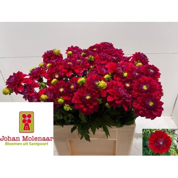 product/img.floraplaza.nl/132675-55-LIVE_fotos-0x8ACABA92C1FB1BCB1A1B5ABC818D415C3ACC4E88.jpg