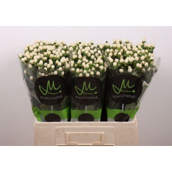 product/img.floraplaza.nl/132761-60-LIVE_fotos-0xB054415A024EFB3EE58406AB5F79217506293DEA.jpg