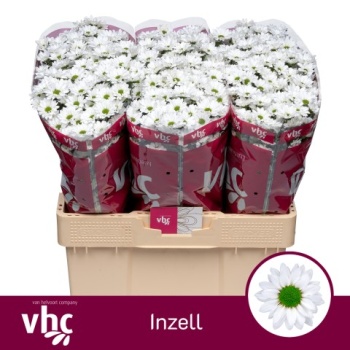 product/img.floraplaza.nl/132806-55-LIVE_fotos-0xD63E1F3D524F141A70BD1E056AF98E4D5D589654.jpg