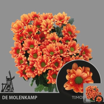 product/img.floraplaza.nl/132845-65G-LIVE_fotos-0x9F1EA06BB7A1E54F3ED21DB33B7D981A4B606317.jpg