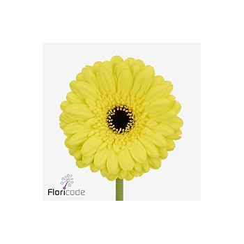 product/img.floraplaza.nl/132891-50-ART_fotos-VBN-vbn132891.jpg