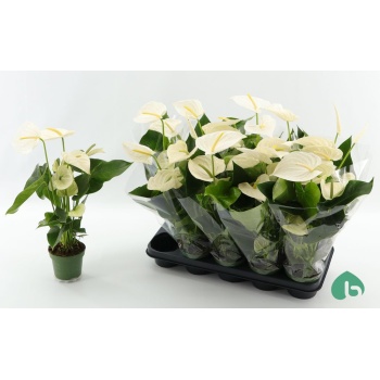 product/img.floraplaza.nl/132895-12-LIVE_fotos-0xB80EC57BAD26B7A1F5764A78CC190661D2649A99.jpg