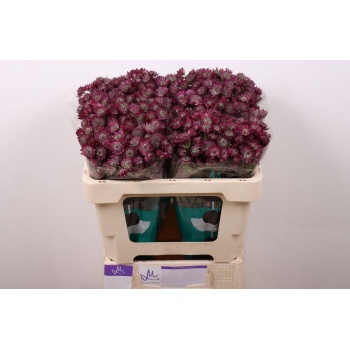 product/img.floraplaza.nl/133008-50-LIVE_fotos-0x9EDBC2DC69B39C4B26D1B7E3ADEE1FDA482C6F1D.jpg