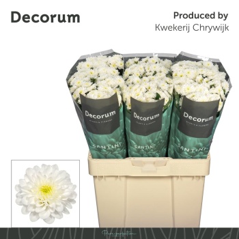 product/img.floraplaza.nl/133014-LIVE_fotos-0xAE5C9A7730C01E5E41B93CE68E493463E95207E0.jpg