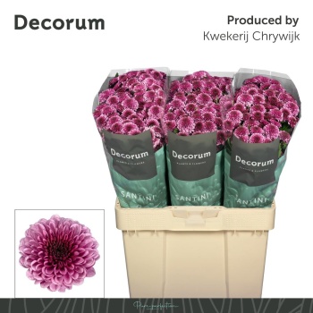 product/img.floraplaza.nl/133015-LIVE_fotos-0x317AAECB04AC554860574B7CB3CDFC01AEDEE60E.jpg