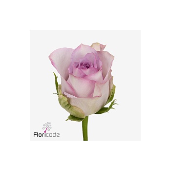 product/img.floraplaza.nl/133064-60-ART_fotos-VBN-vbn133064.jpg
