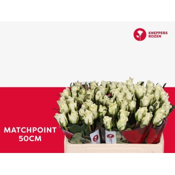 product/img.floraplaza.nl/133083-50-LIVE_fotos-0xE4AB12C6A7DC582E8666D35DD61D12D53F3E3365.jpg