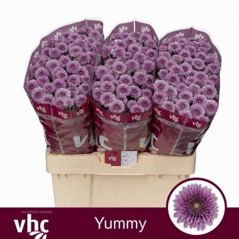 product/img.floraplaza.nl/133131-55-LIVE_fotos-0xCB86D7399FCE33365371024AA617FD8C1739A989.jpg