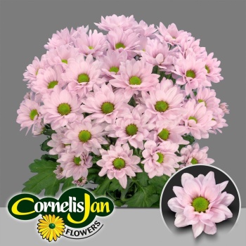 product/img.floraplaza.nl/133162-100G-LIVE_fotos-0x482D14A8AF357098CAC5649EA79FF469BCC48137.jpg