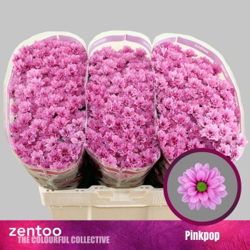 product/img.floraplaza.nl/133166-LIVE_fotos-0xF03D4EC292423A277286628DFC168A40AEEA5114.jpg