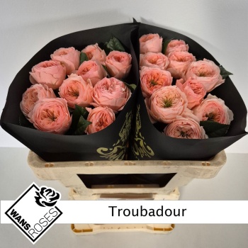 product/img.floraplaza.nl/133168-50-LIVE_fotos-0x15F6DF3D16706FD2A6C97AA8CF4BA2AB6880B9AF.jpg