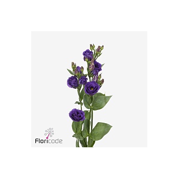 product/img.floraplaza.nl/133259LUGT-ART_fotos-VBN-vbn133259.jpg