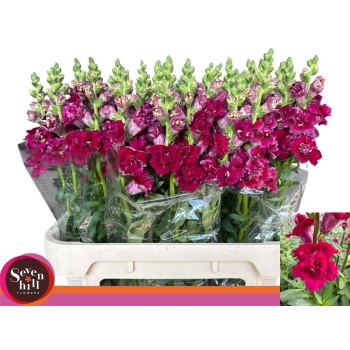 product/img.floraplaza.nl/133290-80-LIVE_fotos-0xD1450ECA7474CFDE4ACDF552613F3E0FDFC3A359.jpg