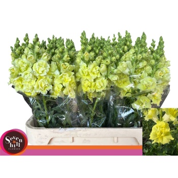 product/img.floraplaza.nl/133292-80-LIVE_fotos-0xD5C32CAD2137D38D49EC4DB6CB672DB3B67533B8.jpg