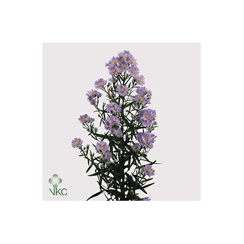 product/img.floraplaza.nl/13340-70-ART_Fotos-VBN-vbn13340.jpg