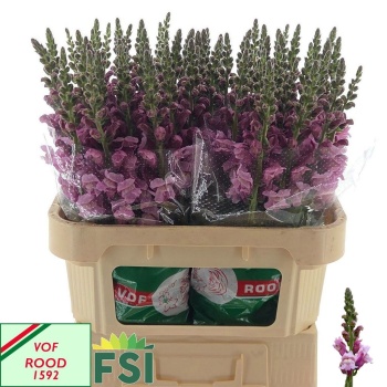 product/img.floraplaza.nl/133429-75-LIVE_fotos-0xD3D38CF4B4A9D49CE88E2D476075EEAD31B672F2.jpg