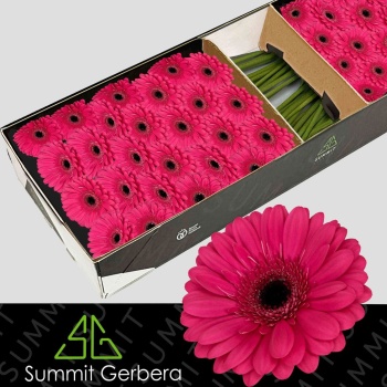 product/img.floraplaza.nl/133530-45-LIVE_fotos-0xD4ACFFDBC61B62FCC2B4E9E8CA4BD4B78185C26D.jpg
