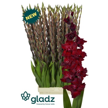 product/img.floraplaza.nl/133623-LIVE_fotos-0x412A439AB64BBB16DE293D3FF483B8E827B1B900.jpg