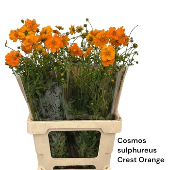 product/img.floraplaza.nl/133645-70-LIVE_fotos-0xC4DCB464CE0841667B1B796C5B1A0ACF8B0D0B15.jpg