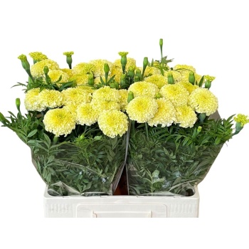 product/img.floraplaza.nl/133651-60-LIVE_fotos-0xA2D7974ECAA305EE1A0E322D934F4114500C4315.jpg