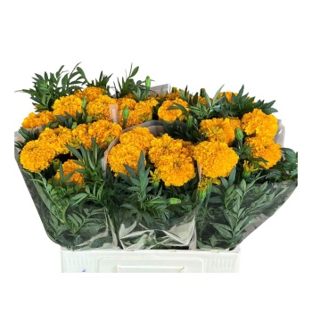 product/img.floraplaza.nl/133652-60-LIVE_fotos-0x70FAA152A67D1116F039EA2894B80DA7C7471194.jpg