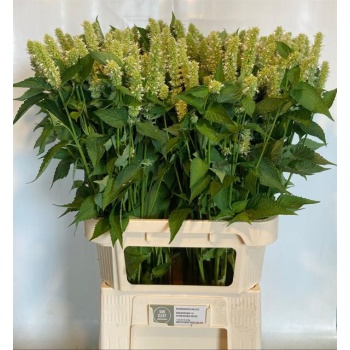 product/img.floraplaza.nl/1340-90-LIVE_fotos-0x71D84A63F1A92046B674B388F07884A30C4972E4.jpg